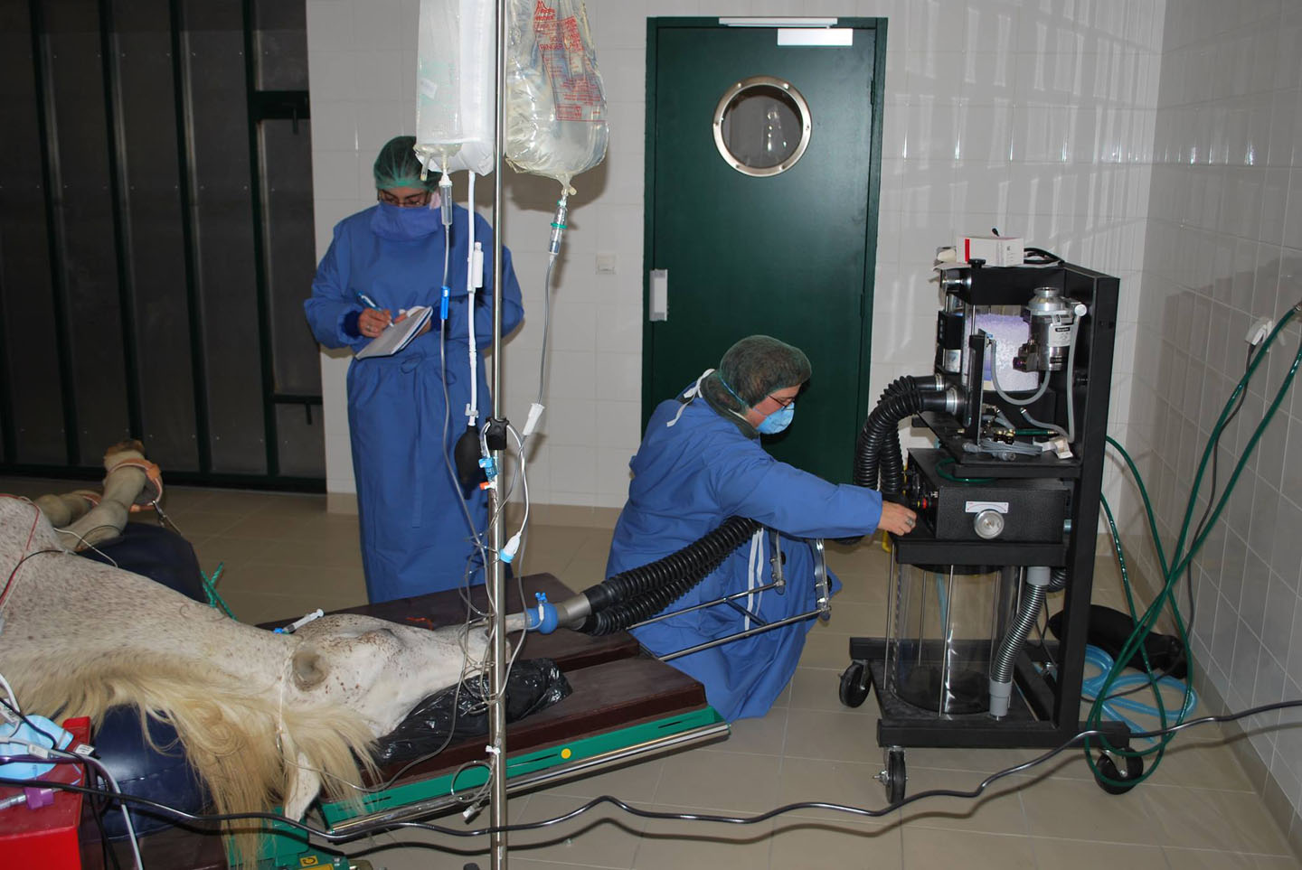 Clinique Equine de Sers - Transfert d’embryon